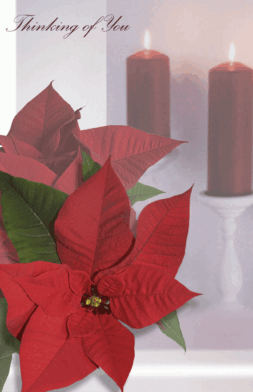 AO88  Pack of 12   2 designs